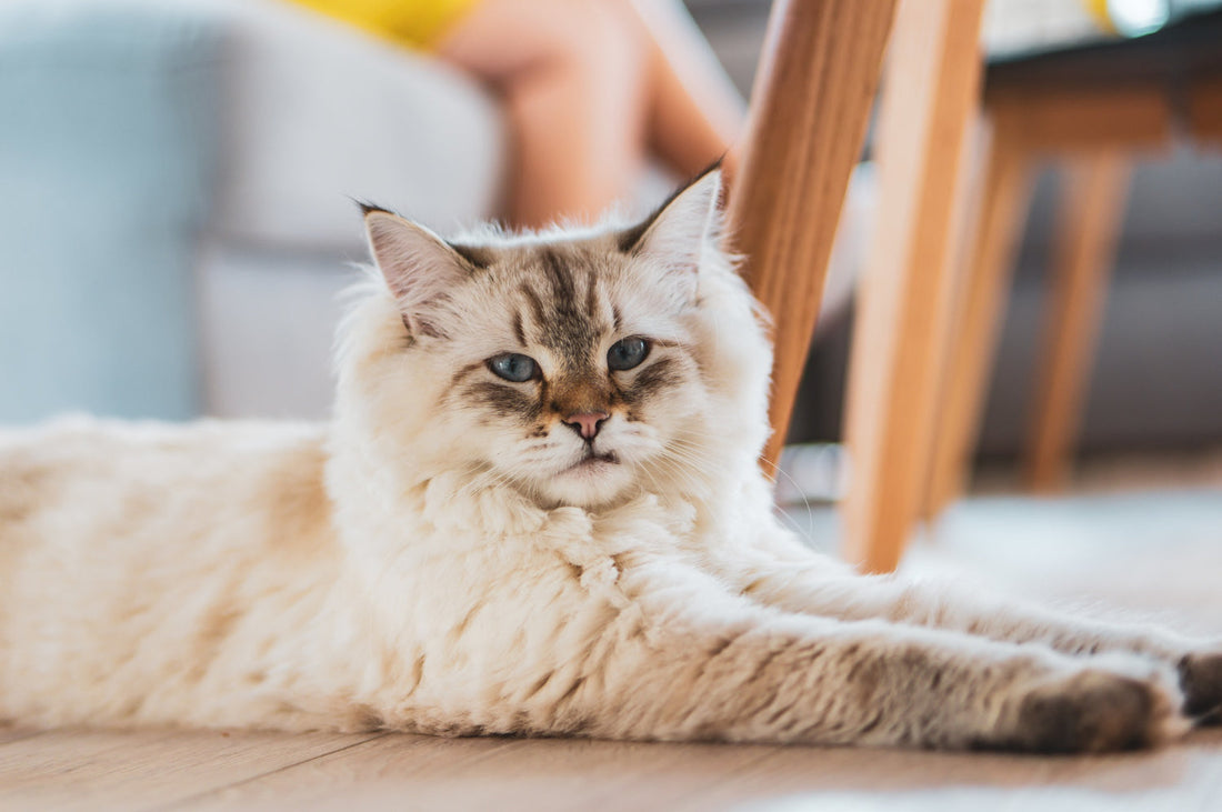 Quel arbre à chat choisir pour un Maine Coon ? Le guide de la robustesse absolue