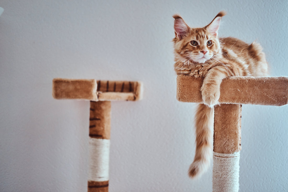 Bien-être félin : 3 astuces pour transformer votre salon en paradis pour chat