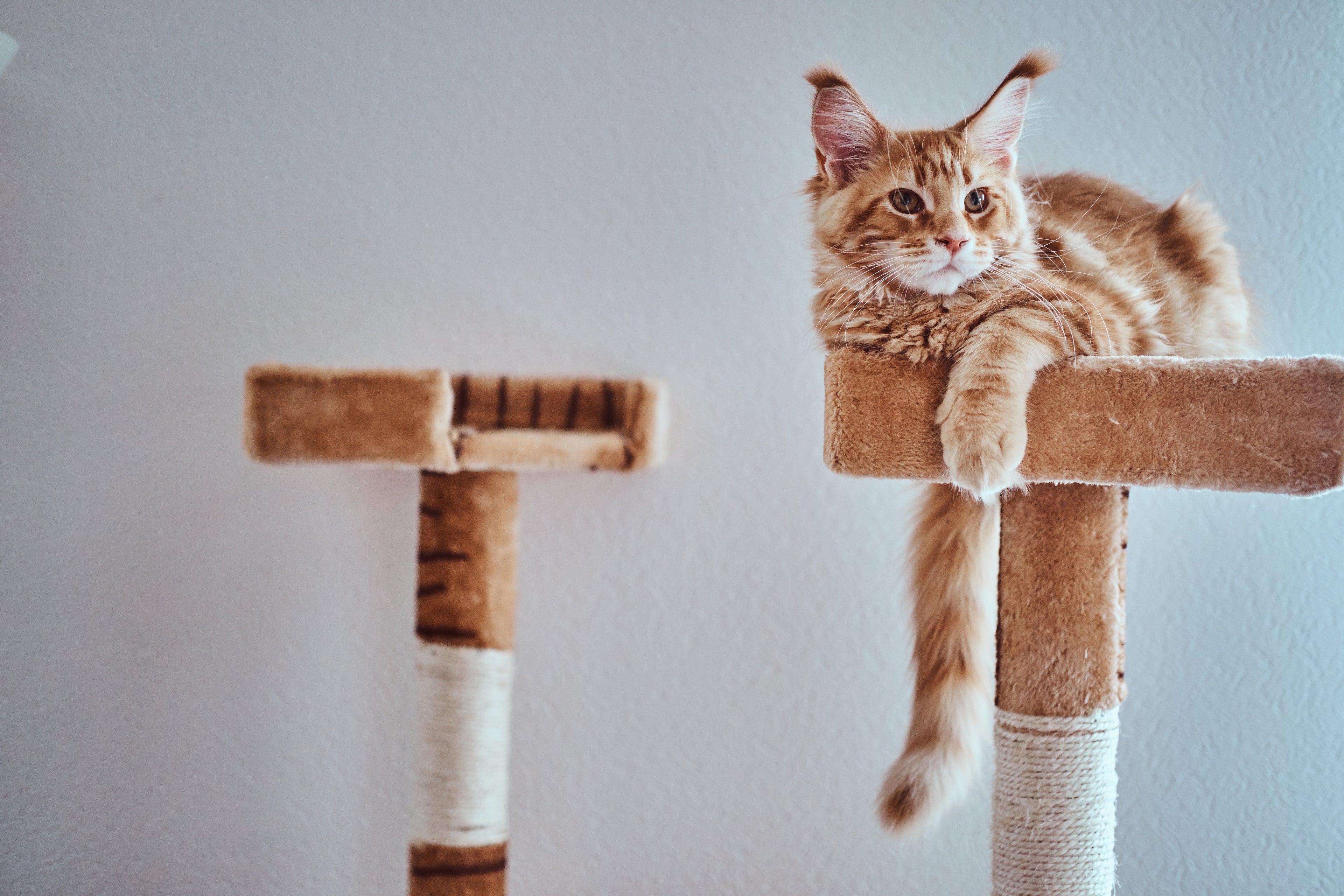 Bien-être félin : 3 astuces pour transformer votre salon en paradis pour chat