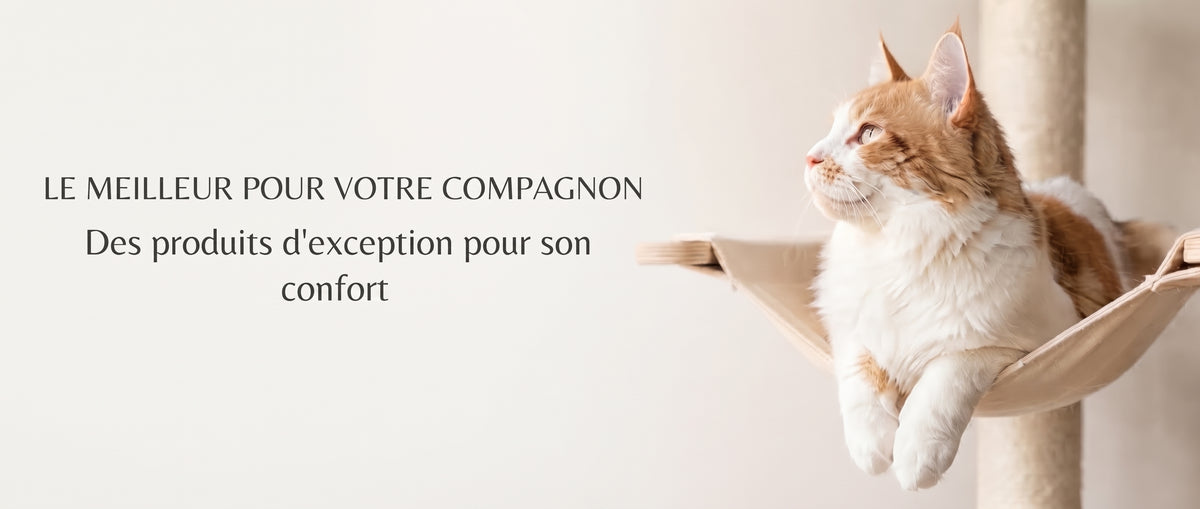 Arbre à chat design dans un salon moderne – Maison Sisal