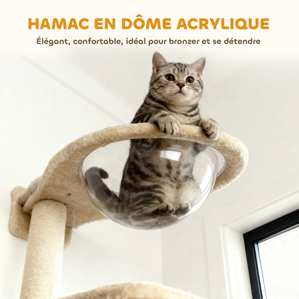 Chat assis sur une étagère murale équipée d'un dôme transparent en acrylique.